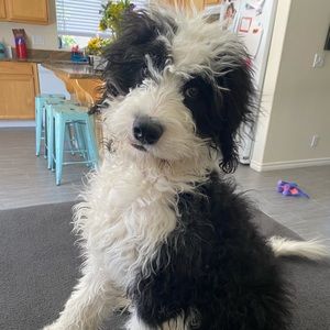 Meet your Posher, Niki